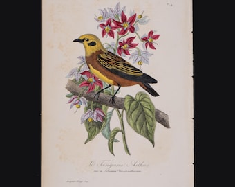 Golden Tanager - Hard to find &quot;Histoire Naturelle des Oiseaux&quot; Le Maout 1853 HAND COLORED!