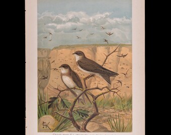 Sand Martin   - Big chromolithographed antique Ornithology Print Naumann 1897 (11 x 15 inches)