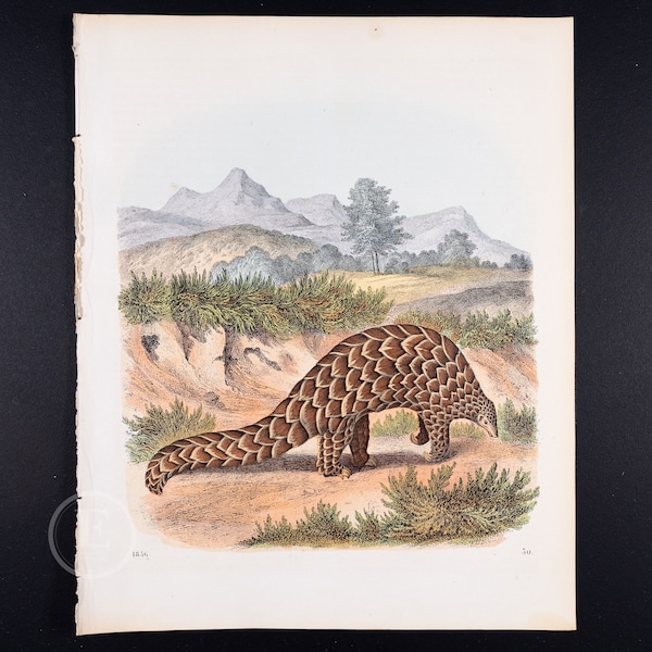 The Pangolin  - Very rare plate from "Book of the World" 1856 - Hand colored original lithograph, Old Original Print