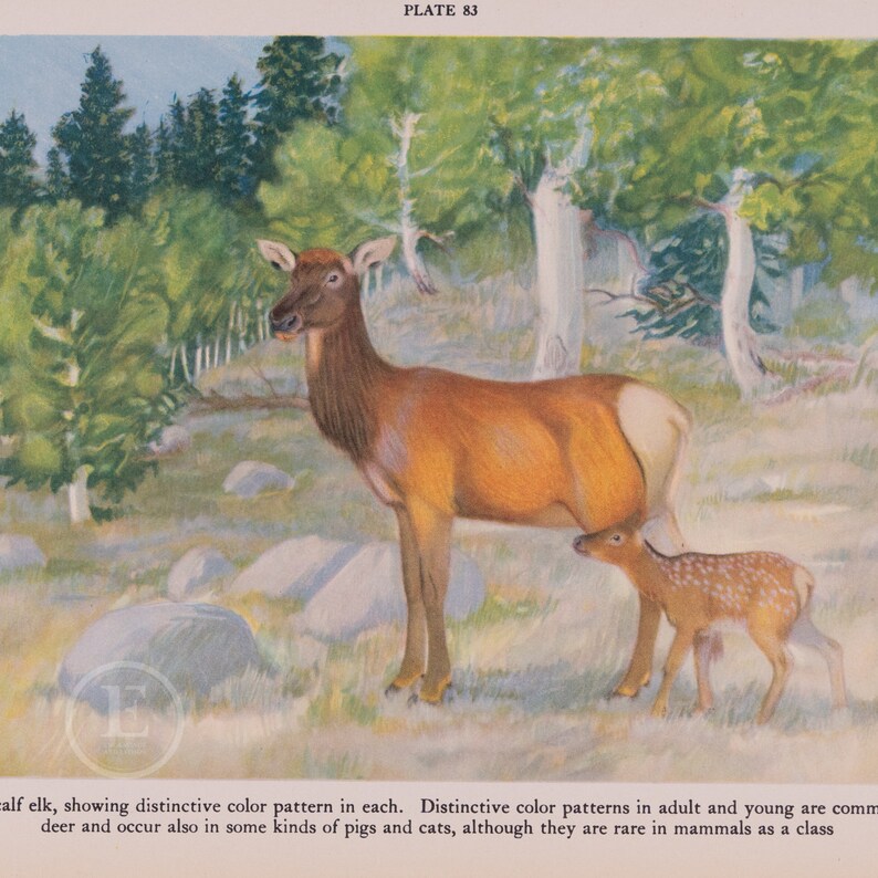 Cow and Calf Elk, Showing Distinctive Color Pattern What is Common in ...