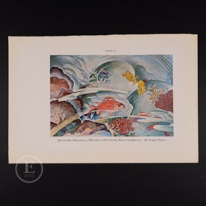 1935 - Squirrel Fish of Honolulu with Butterfly Fishes in Background  - Original vintage color vintage print