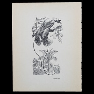 RED BIRD-of-PARADISE (Paradisea rubra) - Vintage offset lithography print with stunning colors from 1940!