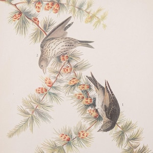Bird Print, Audubon Vintage Originals | Pine Siskin, House Wren | Double-Sided 8.75X12 Paper