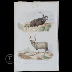 1845  ICELANDIC and WALLACHIAN SHEEPS - Authentic Steel engraving and hand-colored Ouvres de Buffon par M.A. Richard 1845 - Scarce!