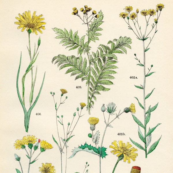 Hawkweed, hawksbeard, sowthistle, goatsbeard, hawkweed oxtongue, toothache, tansy original plate from "Pflanzen-Atlas - Carl Hofman 1883