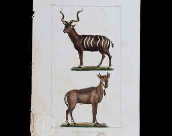 Greater Kudu and Nilgai Antelope / Authentic Steel engraving from Oeuvres completes de Buffon 1829 - Hand colored!