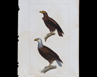 Little Eagle and Sea Eagle / Authentic Steel engraving from Oeuvres de Buffon 1829 - Hand colored!