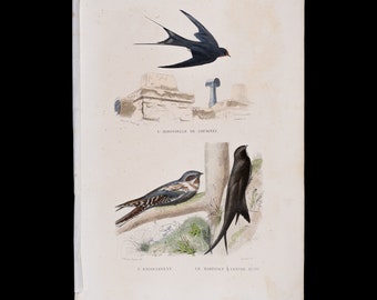 Chimney swallow, nightjar, white-bellied swift / Hand-colored plate from "Ouvres Complete de Buffon" 1866