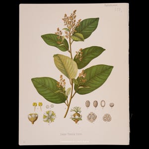 Cascarilla (Croton Eluteria) de 1887 – Gravure botanique ancienne des plantes médicinales de Kohler