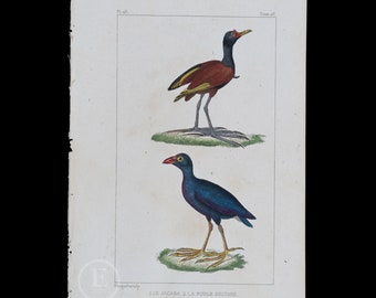 1829 -  JACANA and SULTAN'S CHICKEN  – Hand-Colored Steel Engraving, Buffon