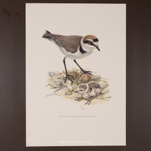 1956 KENTISH PLOVER (Charadrius alexandrinus) – Vintage European Bird Print