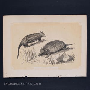 May include: A vintage black and white illustration of two armadillos. The armadillos are shown in a natural setting with grass and rocks. The image is printed on a cream-colored paper.
