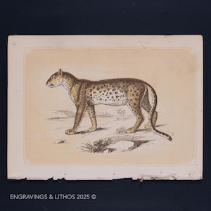 1851 THE LEOPARD – Antique Lithograph – Original The Natural History of the Sacred Scriptures, and Guide to General Zoology