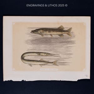 1851  PIKE & SEA PIKE – Antique Lithograph – Original The Natural History of the Sacred Scriptures, and Guide to General Zoology