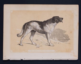 1851 THE NEWFOUNDLAND DOG – Antique Lithograph – Original The Natural History of the Sacred Scriptures, and Guide to General Zoology