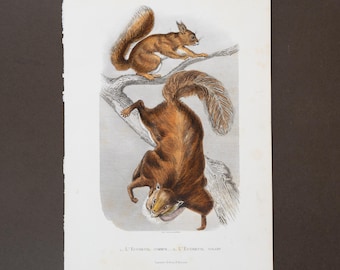 1847 QUADRETTI COMUNI E VOLANTI – Incisione su acciaio colorata a mano con finitura in gomma arabica da Oeuvres de Buffon – Raro!