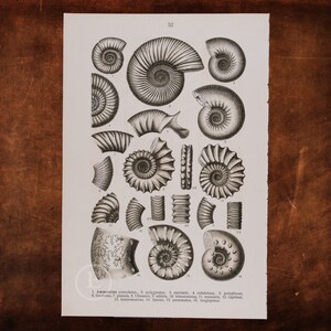 May include: A black and white illustration of 16 different types of ammonites, a type of extinct marine mollusk. The illustration is labeled with numbers and scientific names.
