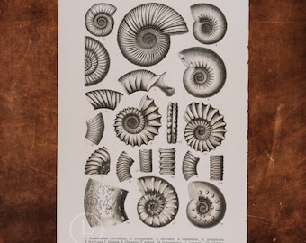 FOSSILIZED SHELLS:  AMMONITES - Original Lithography of Fossils ca 1910