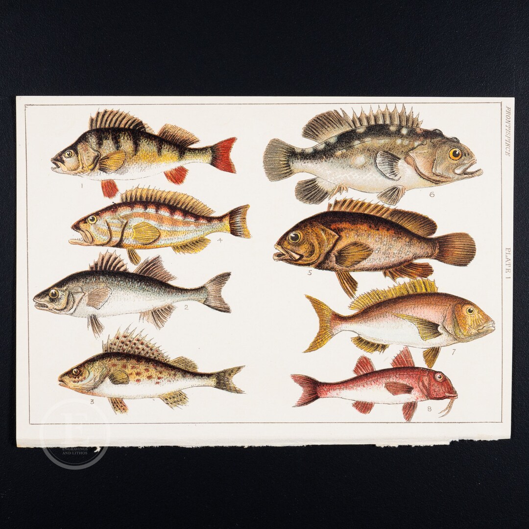 Percidae - Perch, Bass, Ruff, Comber, Stone Bass - ORIGINAL Color ...