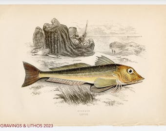 1894 Pez rubio o pez soldado - Cromolitografía original de peces de agua dulce británicos