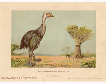 1902 Fightless bird from New Zealand - Vintage print from Tiere der Urwelt (Creatures of the Primitive World)