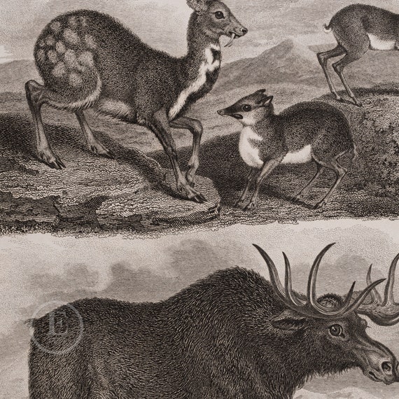 DEERS: Alpine, Guinea, Java Musk and Elk - Original Copper