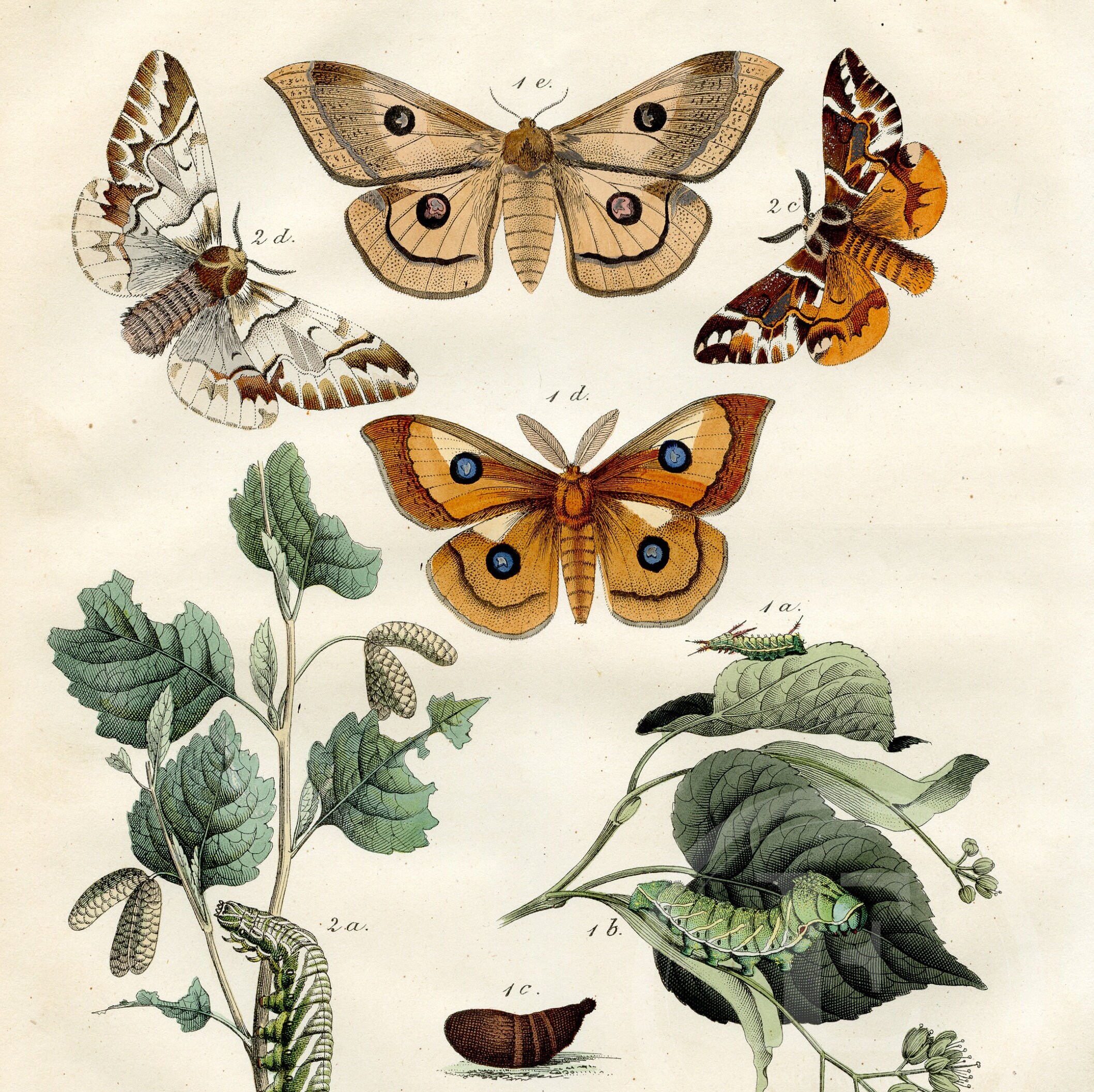 1854 European Butterflies and Moths - Rare plate - Hand colored original, Old Original Print