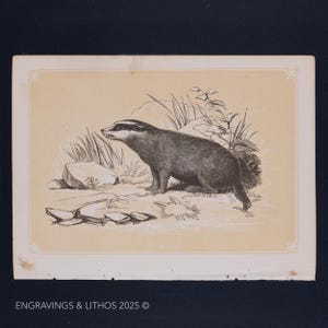 1851 THE BADGER – Antique Lithograph – Original The Natural History of the Sacred Scriptures, and Guide to General Zoology