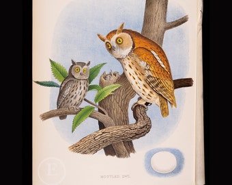 Mottled Owl, its Nest and Eggs  - Beautifully chromolithographed print from Nests and Eggs of Birds of the USA by Thomas Gentry, 1882.