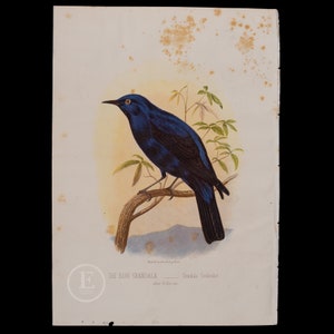 THE BLUE GRANDALA - Very Rare Original Chromolithographs Cassell's "Book of Birds"  (circa 1880) over 140 years old!