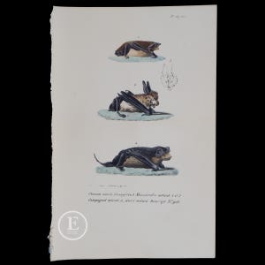 1833 /  DORMOUSE, VOLE and Field MOUSE  -  Authentic steel engraving from Oeuvres Completes de Buffon  - Hand colored!