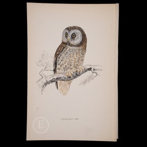 TENGMALM&#39;S OWL  - British Birds - Original colored engraving 1856, ornithology authentic plate!