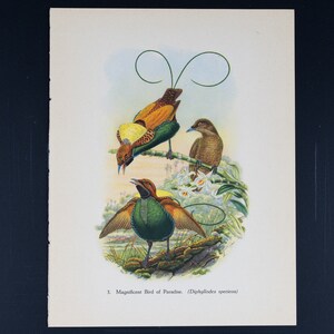 MAGNIFICENT BIRD-of-PARADISE (Diphyllodes speciosa) - Vintage offset lithography print with stunning colors from 1940!