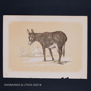 1851 THE ASS – Antique Lithograph – Original The Natural History of the Sacred Scriptures, and Guide to General Zoology