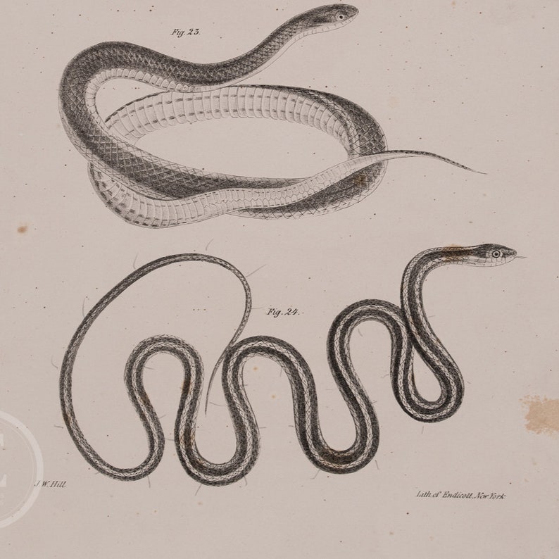 Snake Bottom Snakes: Grass, Yellow-bellied and Ribbon - Original Lithography From ...