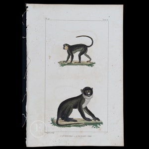 1829 Emperor Tamarin and White Nose Monkey / Authentic steel engraving from Oeuvres Completes de Buffon  - Hand colored!