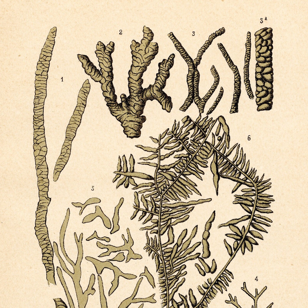 Phylogeny Fossil Plants Original Plate From historia Etsy