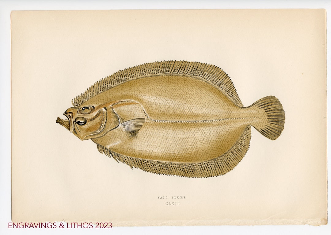 Sail Fluke Flounder Original Chromolithography From British Fresh Water
