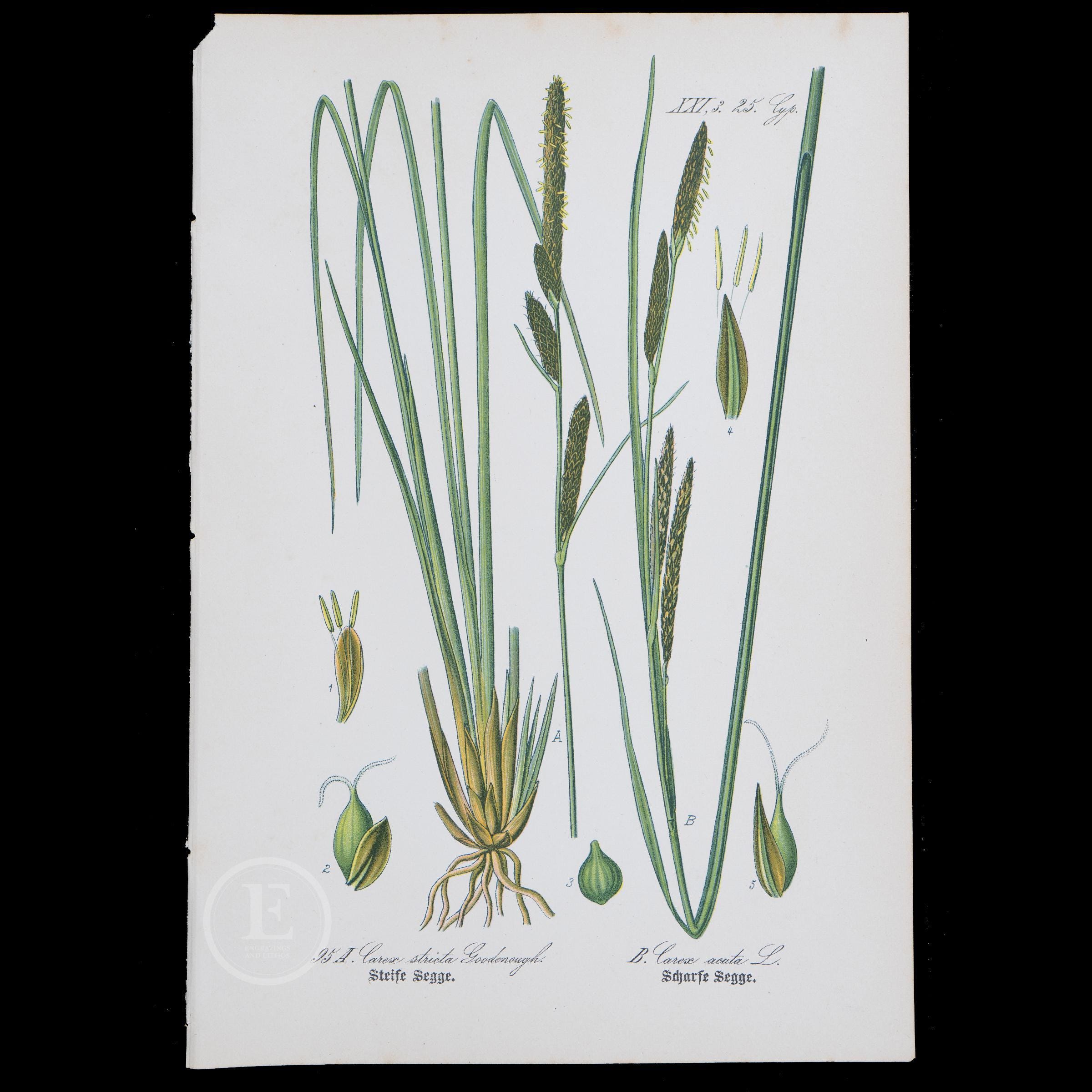1886 SEDGE: TUSSOCK and SHARP - Flora of Germany, Austria and