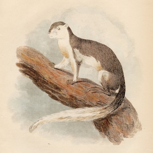 Javan Squirrel - Original Engraving from a nature french book of mammals, 1827 - Very RARE, HAND-COLORED / Almost 200 years old!