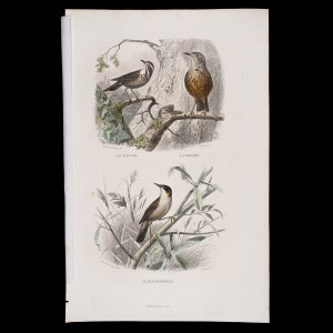 May include: A vintage illustration of three birds perched on branches. The top image shows a brown and white bird with a long tail, a gray and white bird with a short tail, and the text "Le Mauvis" and "La Draine". The bottom image shows a brown and white bird with a short tail and the text "La Rousserolle".