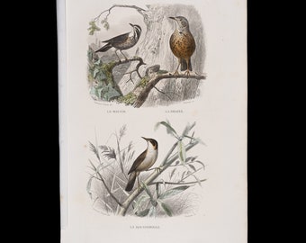 The common nightingale, the european stonechat, the common whitethroat / Hand-colored plate from "Ouvres Complete de Buffon" 1866