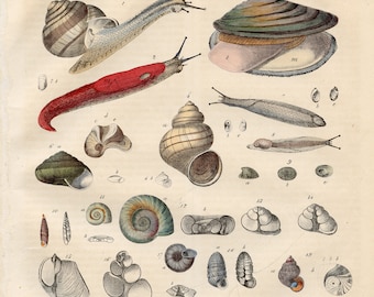 Snails: shellfish, ear snail, Roman snail - Rare plate from "Book of the World - 1850" - Hand colored