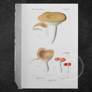 1910 Russulas: Comb-edge, Furcata, Fragile - Original Vintage Color lithography - Mushroom print - Champignon Print