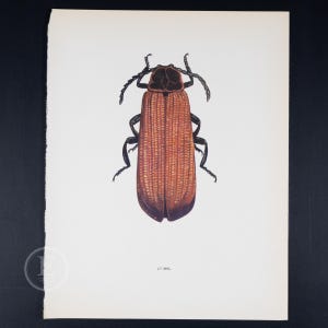 Könnte beinhalten: Eine detaillierte Illustration eines roten Käfers mit schwarzen Beinen und Antennen. Der Käfer hat einen strukturierten, segmentierten Körper und ist vor einem weißen Hintergrund dargestellt.