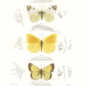 1849 - Anthocharis, Zegris eupheme, Rodocera cleopatra palaeno – d’Orbigny Natural History Engraving, Hand-Colored