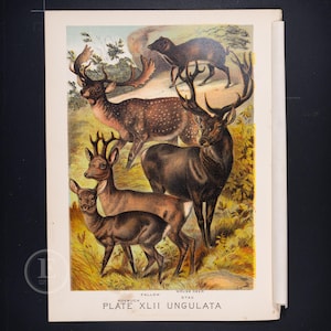 Puede incluir: Una lámina a color de estilo vintage titulada PLATE XLII UNGULATA con ilustraciones de un gamo, un corzo, un ciervo ratón y un ciervo en un paisaje natural. La lámina incluye etiquetas de texto para cada especie animal representada en la escena.