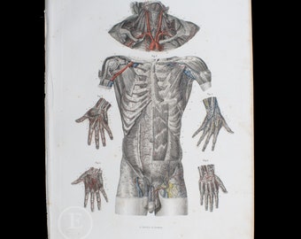 ARTERIES: Upper limb and torso- Original Steel engravings from a 1860 Atlas of Human Anatomy - Big stunning hand-colored original plate!
