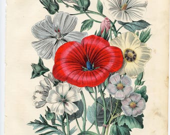 May include: A botanical illustration on aged paper featuring a central vibrant red flower surrounded by several white and pale lavender blossoms with green leaves and stems. The text ENGRAVINGS & LITHOS 2023 is printed at the bottom.