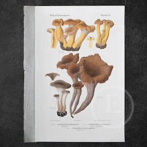 May include: A vintage botanical illustration of two types of mushrooms. The top image shows a cluster of yellow mushrooms with brown stems. The bottom image shows a group of brown mushrooms with a trumpet shape. The text on the image reads "Rolland, Champignons, Planche 54, N°118, N°119, N°120, Cantharellus tubaeformis, Cantharellus carbonarius, Craterellus cornucopioides".